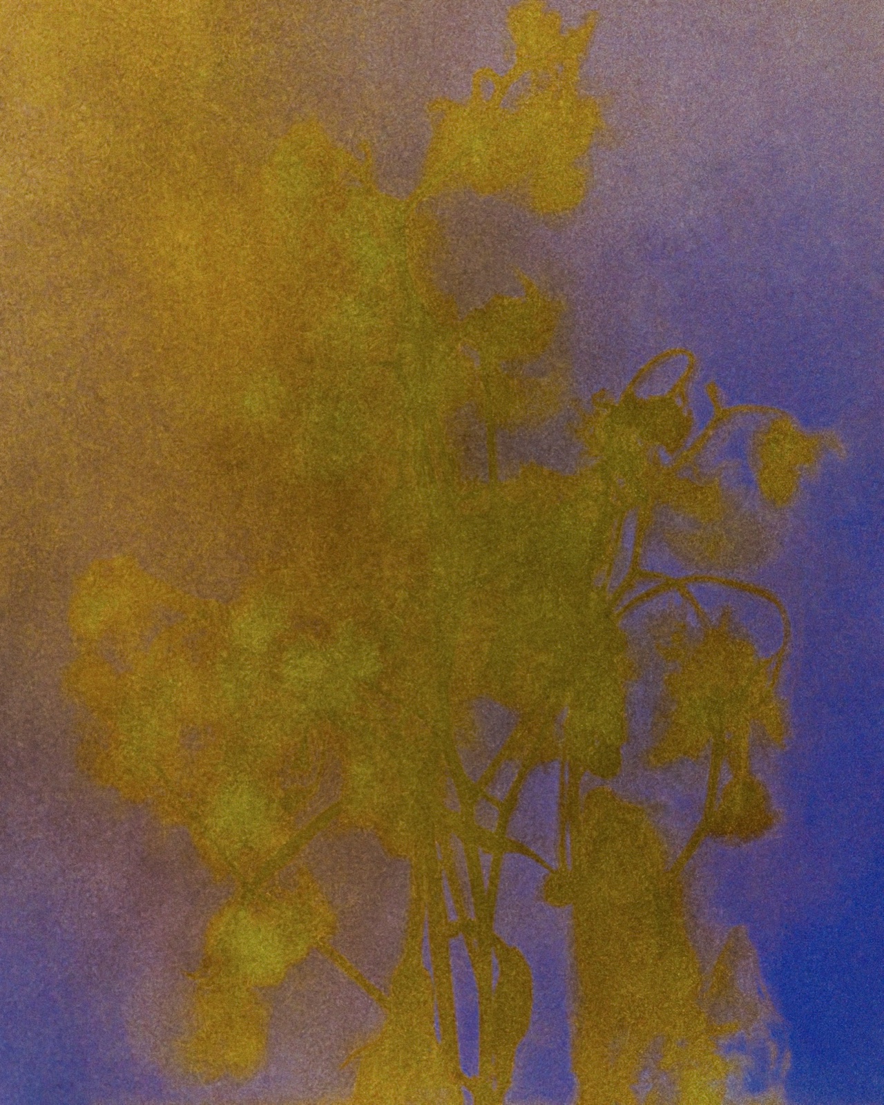 BEING #4 — a flower recorded on expired 8×10 colour film in a single exposure of 4 days 8 hours.