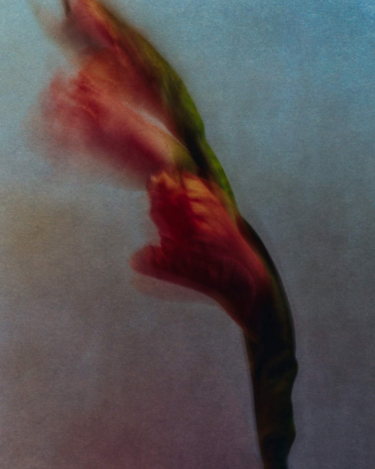BEING #7 — a flower recorded on expired 8×10 colour film in a single exposure of 1 day 14 hours 30 minutes.