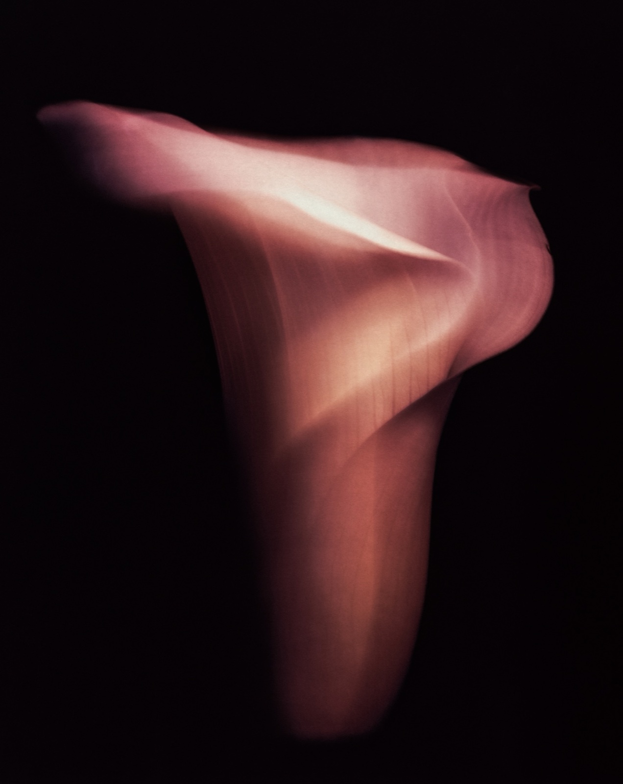 BEING #27 — a flower recorded on expired 8×10 colour film in a single exposure of 7 days 1 hour.