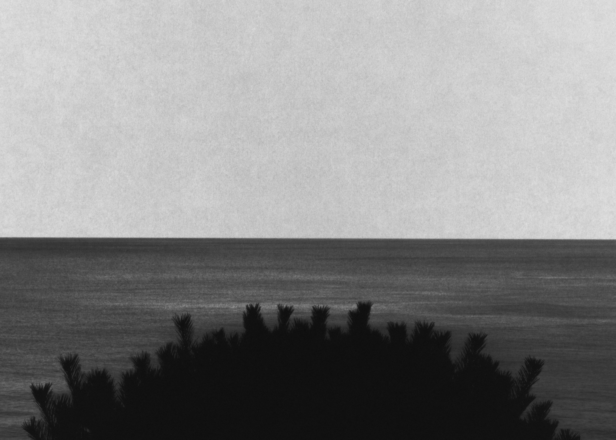SILENCE #2, 2020 — a tree at Naksan, Yangyang.